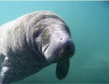 Manatee Image