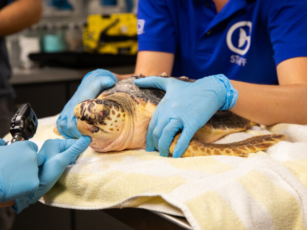 Clearwater Marine Aquarium