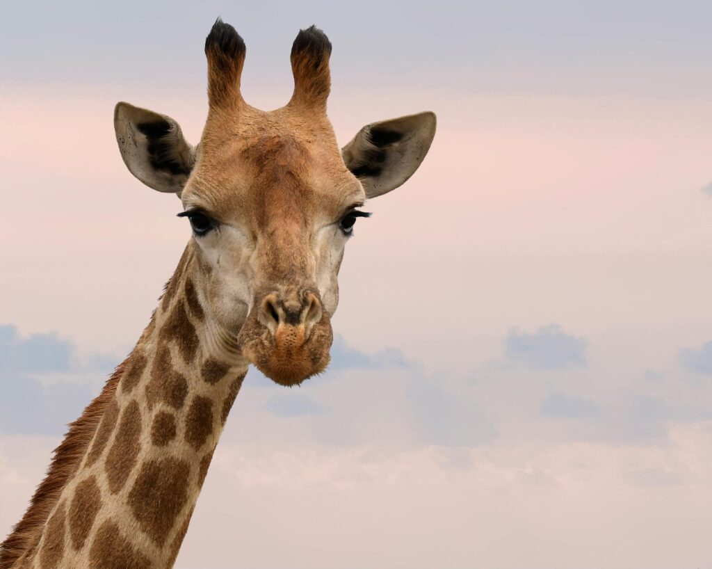 A giraffe looking into the camera. 