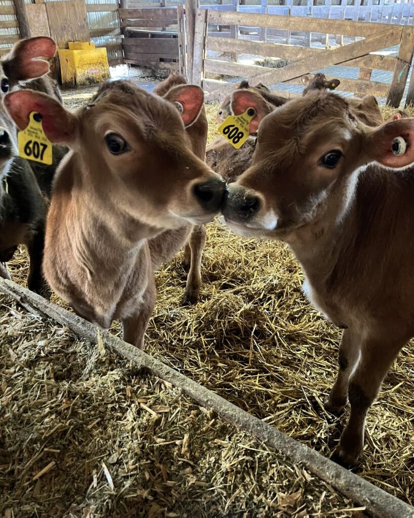 Two brown cows looking into the camera and touching noses.