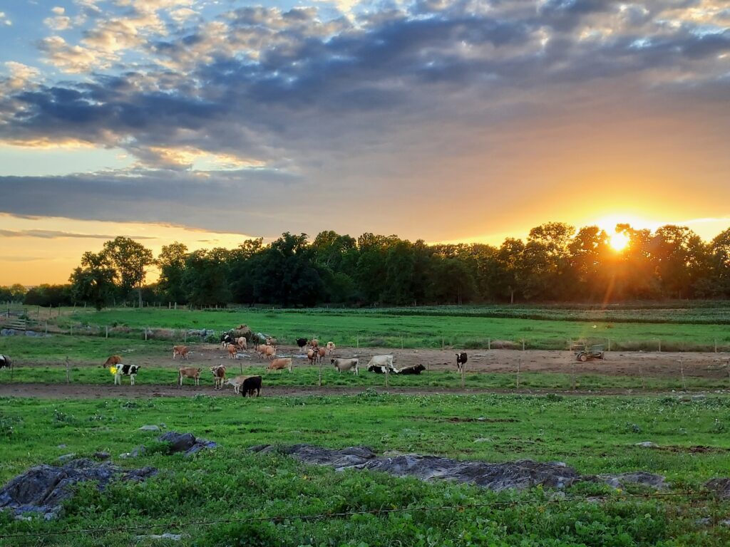 A landscape image of a farm field with cows at the Linden Hall Farm.