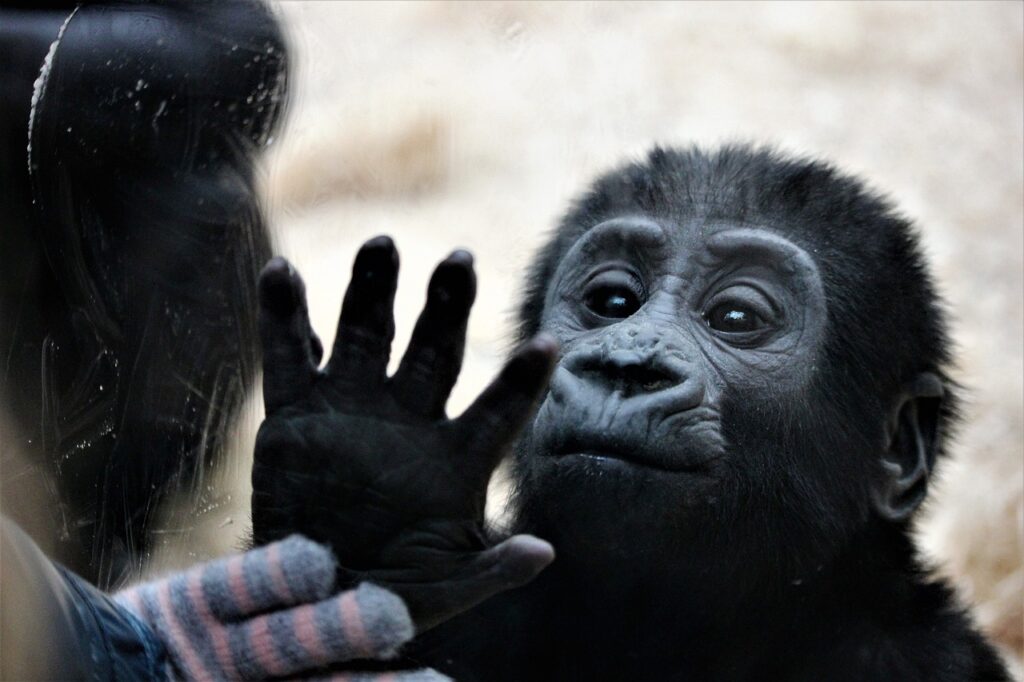 A young gorilla with its hand pressed against the glass.