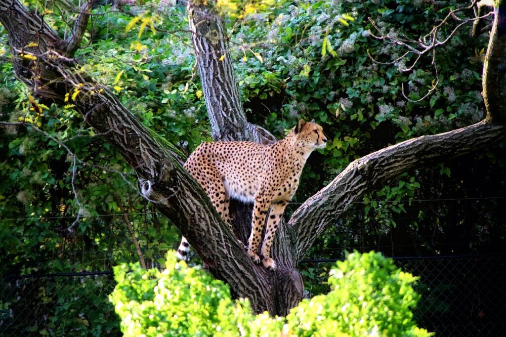 A cheetah standing in a treetop.