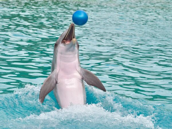 A dolphin swimming backwards with a ball on its nose from Clearwater Marine Aquarium