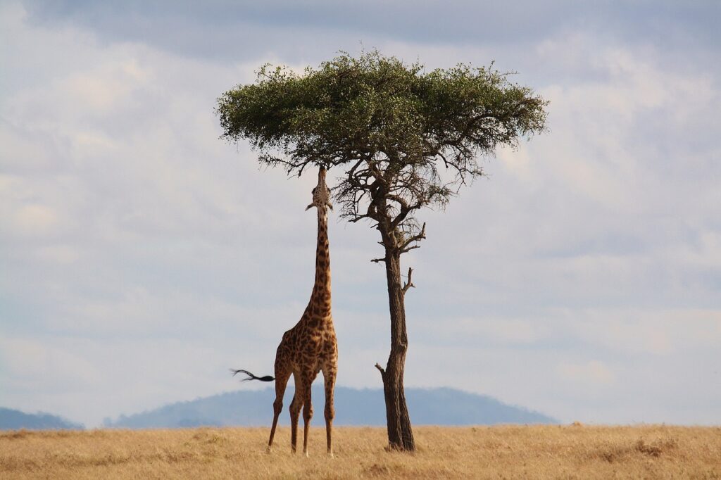 A giraffe looking up and eating leaves from an acacia tree. 