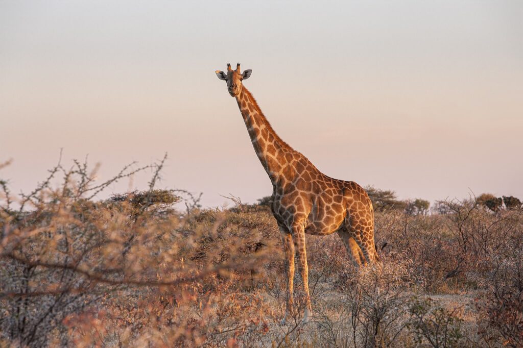 A giraffe in the African savanna