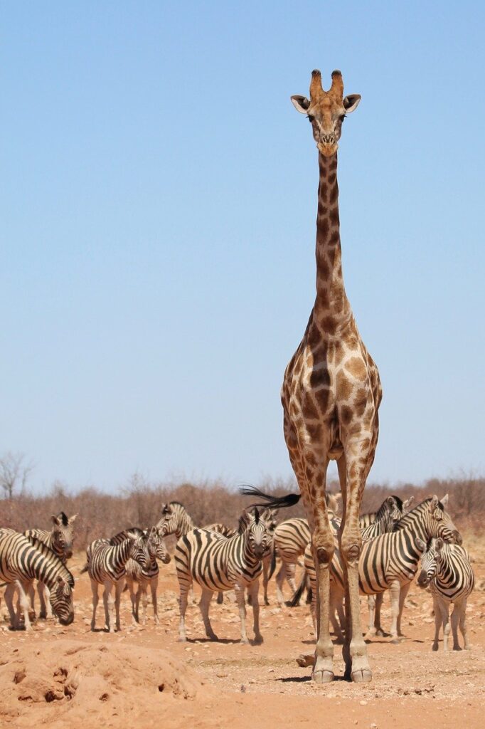A giraffe walking with a herd of zebras. 