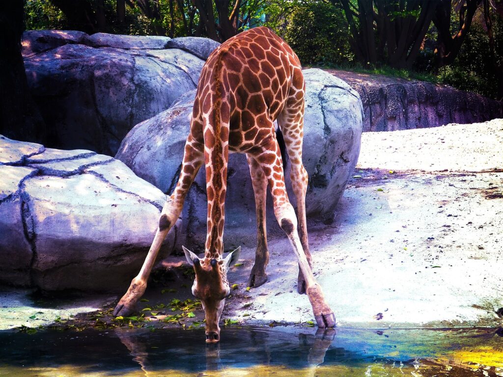A giraffe lowering its neck to drink water.
