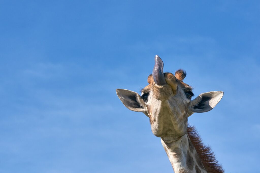   A giraffe’s sticking out its tongue