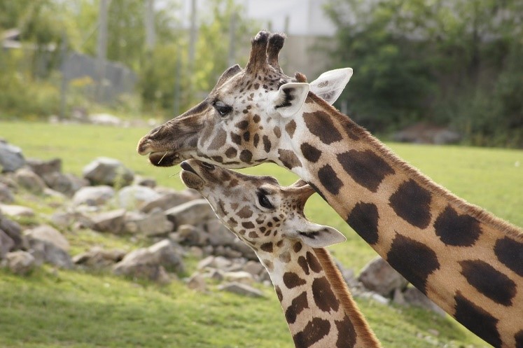 A small giraffe standing with a larger giraffe.