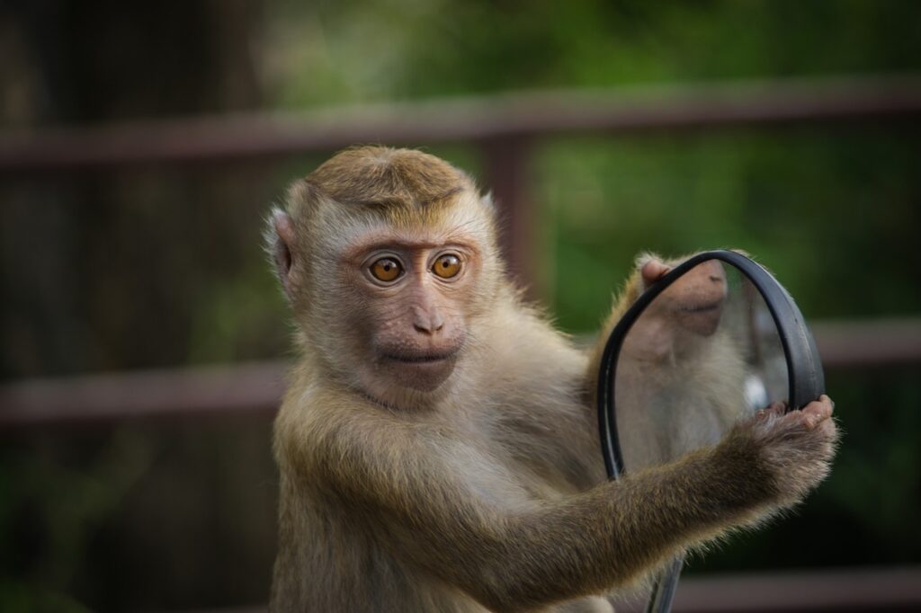 A small monkey looking into a mirror.