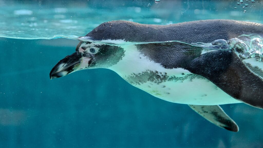 A penguin swimming in blue water.