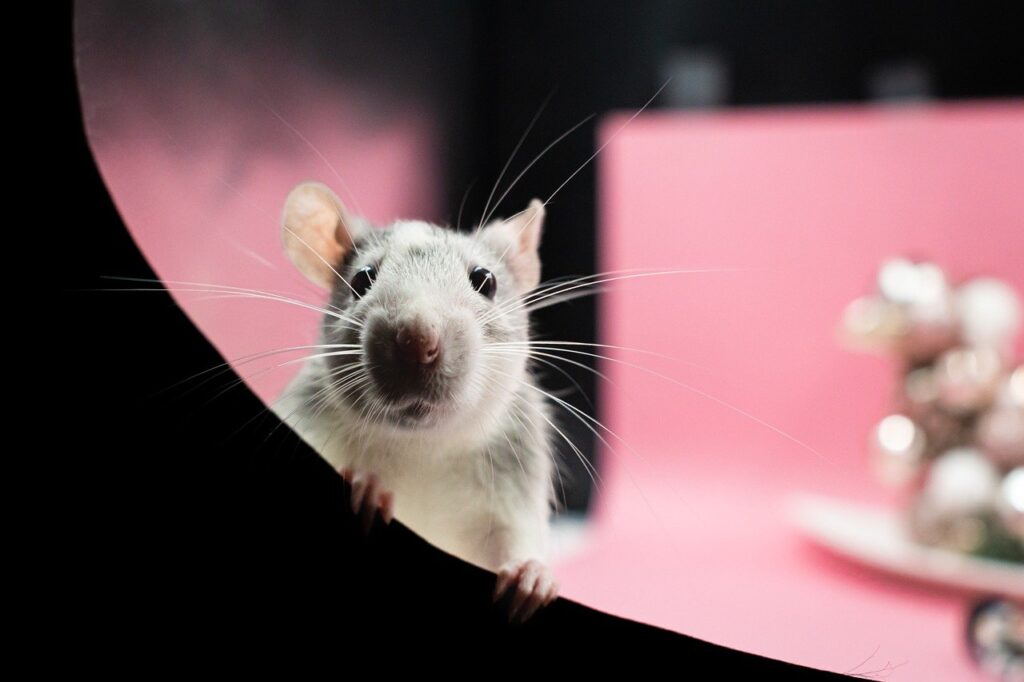A mouse looking into the camera.