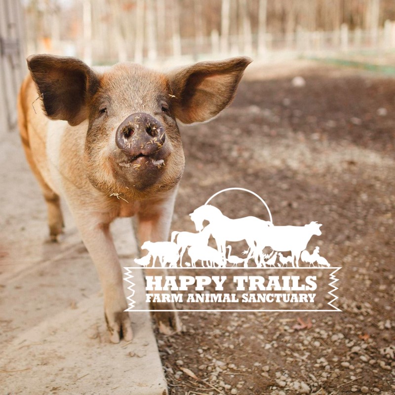 A pig with floppy ears looking into the camera behind a logo.