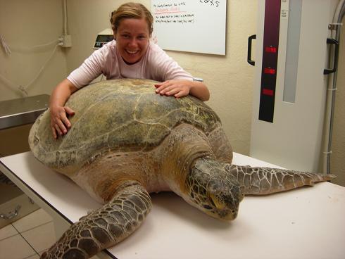 A woman touching the shell of a large sea turtle inside of a vet clinic.