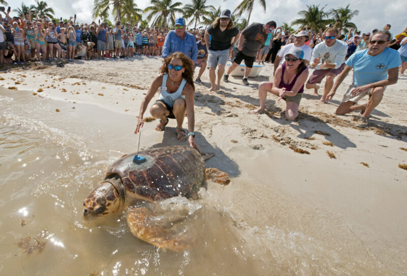 A women helping a large sea turtle back into the ocean with a crowd of people behind her on the beach.
