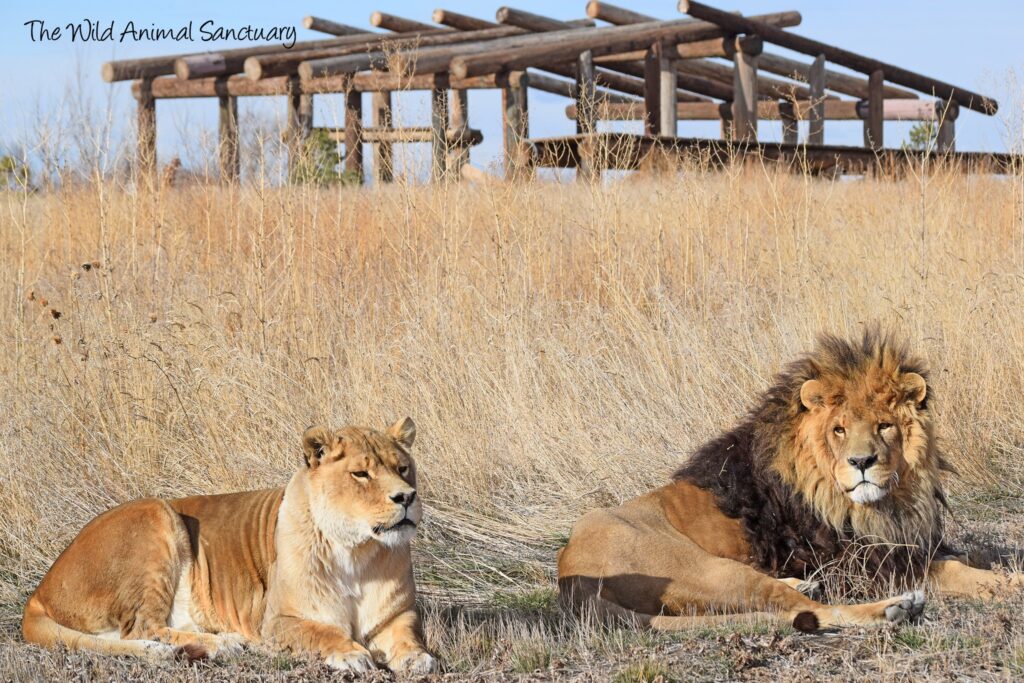 Two adults lions laying in tan colored grass in Colorado.