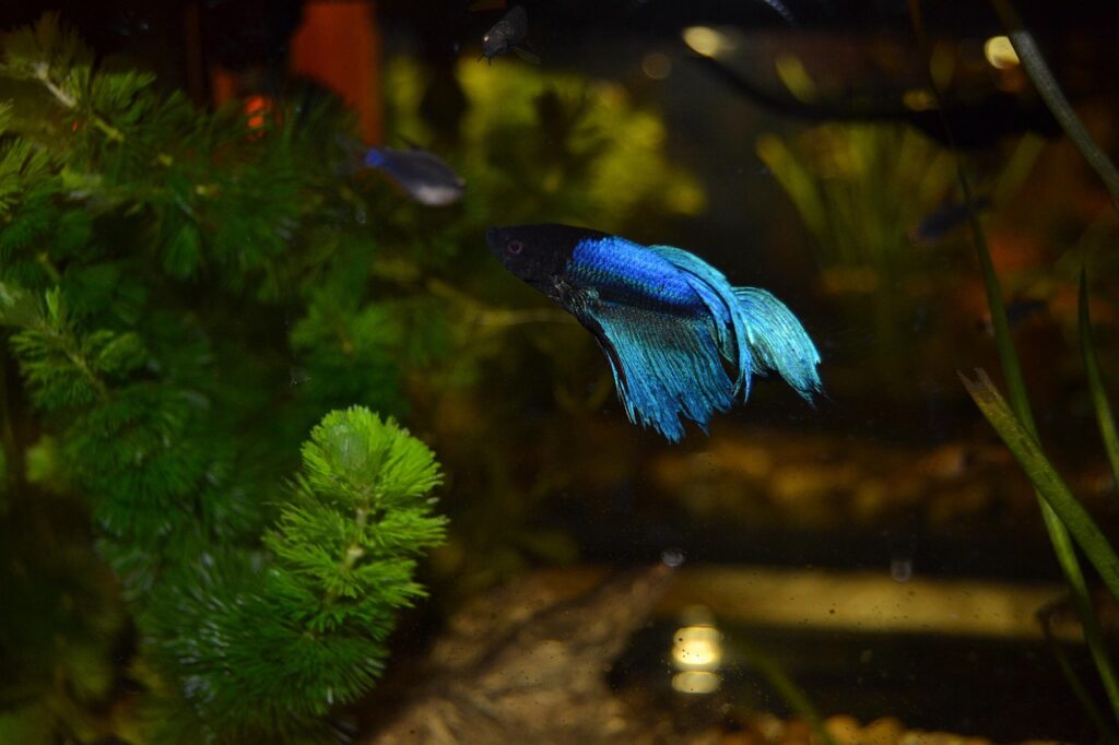 A blue betta fish swimming in a tank of water next to green plants.