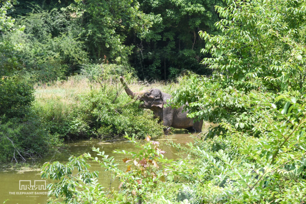 An elephant in a pond with their trunk up. 