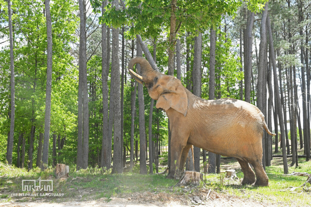 An elephant engaging with a tree in the forst.