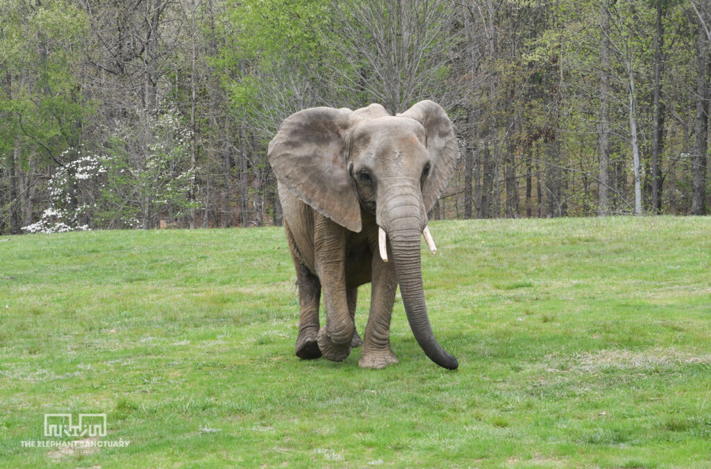 An elephant walking in the grass in front of wooded trees.