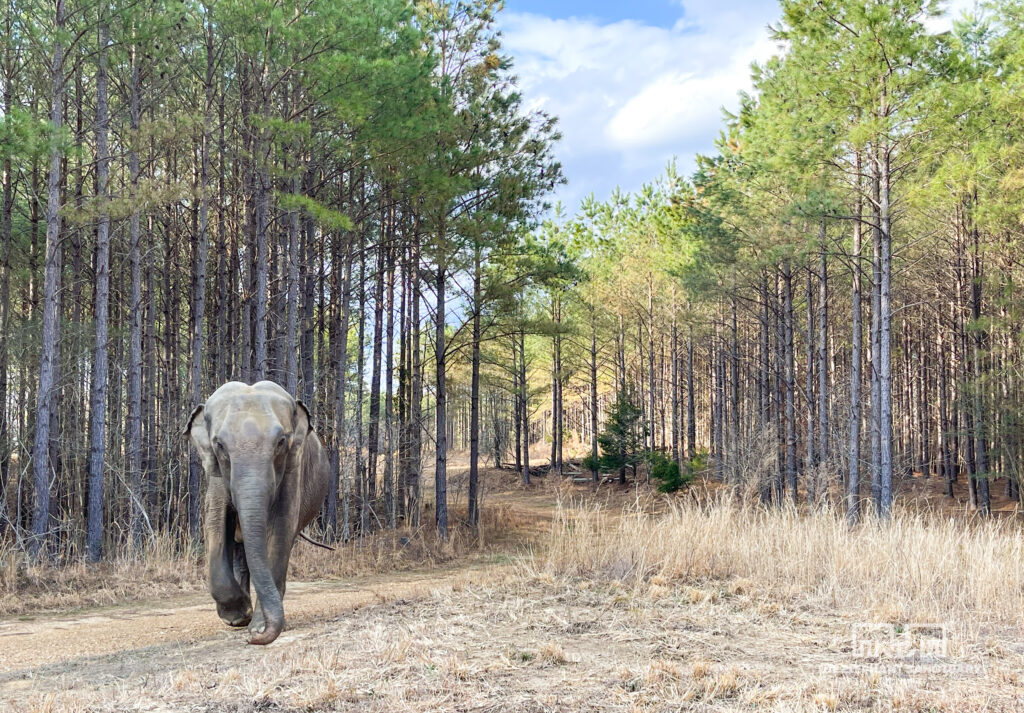 An elephant walking along a path in a wooded forest. 