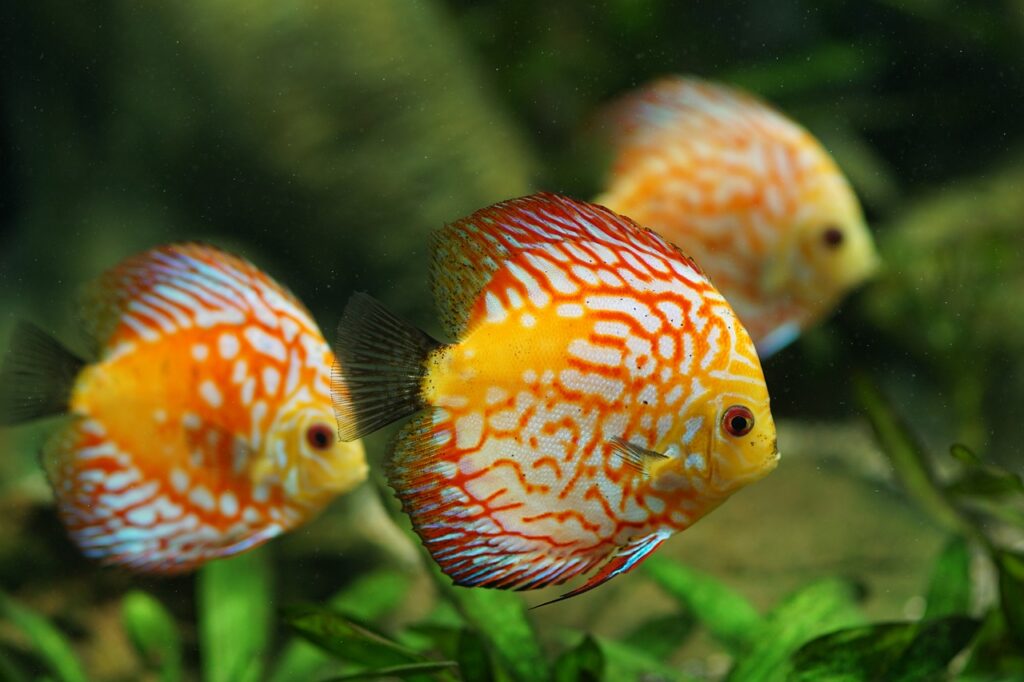 Three yellow discus fish swimming in a tank of water and green plants.