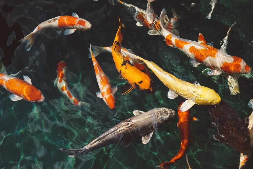 A pool of blue water with several colorful koi fish.