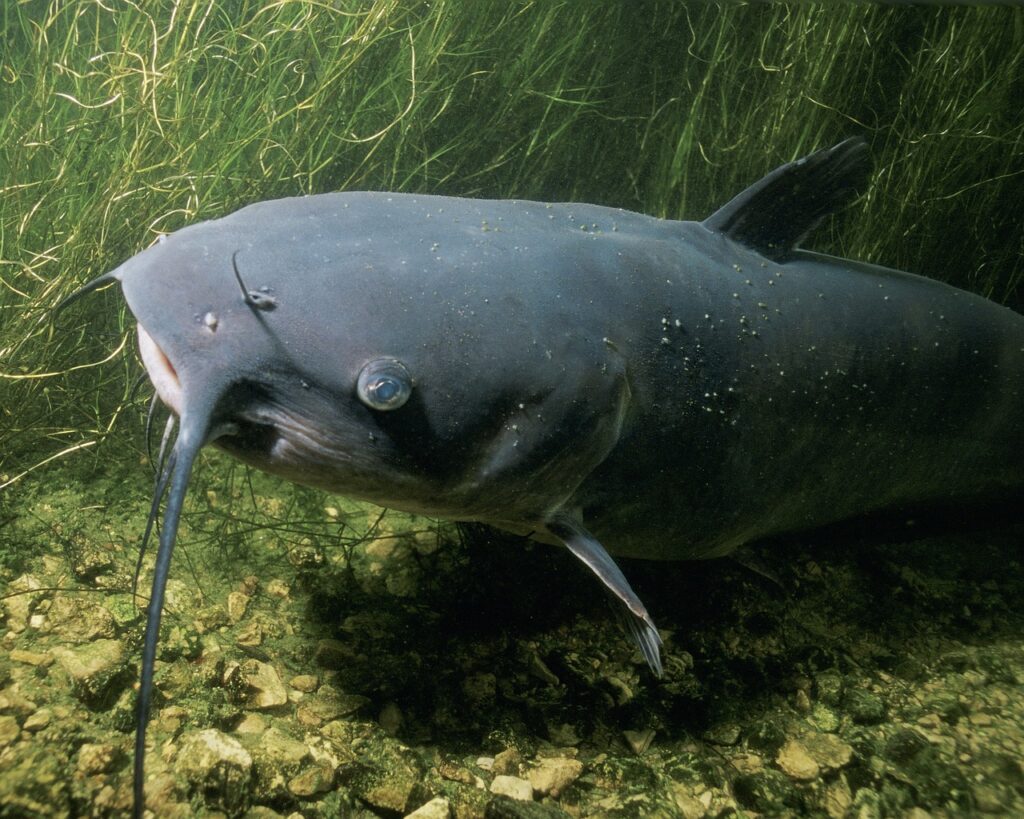 A grey catfish in murky water.