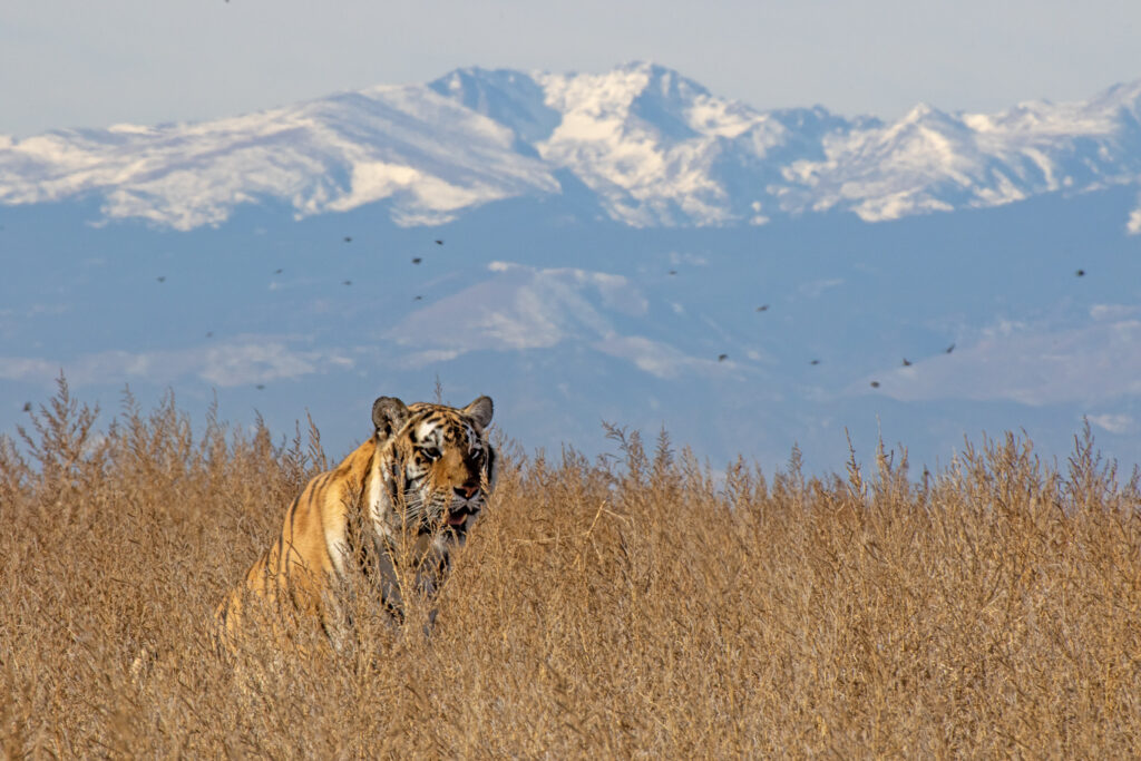 A yellow tiger against blue and white Colorado mountains.