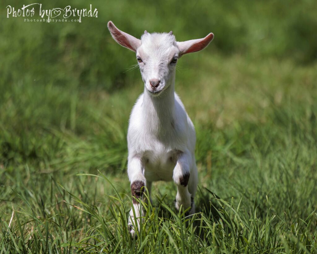 A white, baby goat in motion in green grass and smiling at the camera.