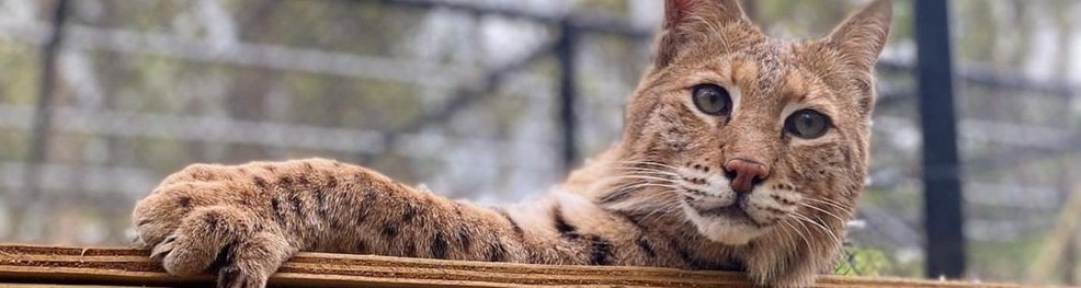 A bobcat sitting sideways and looking into the camera.