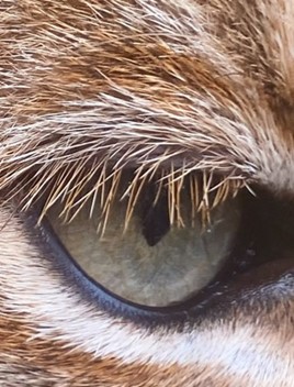 A close up image of a wild cat's eye.