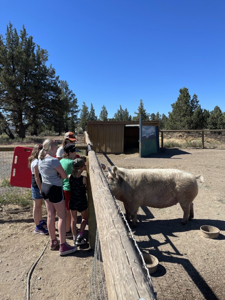 A group of students meeting a large pig.