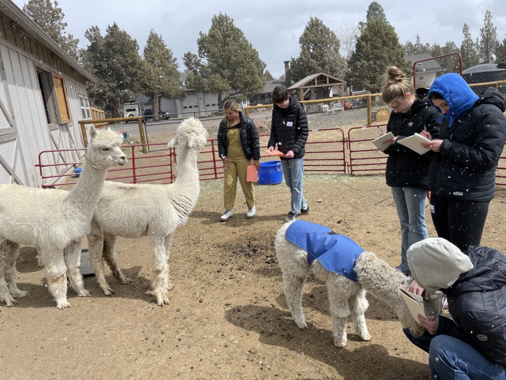 A group of adults standing in an outdoor pen greeting three while llamas.