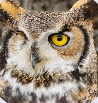 An owl who is missing an eye looking into the camera.