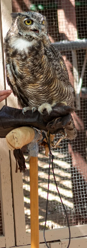 An owl from the Raptor Center looking off camera.