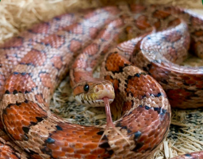 Students met this brown corn snake who is looking into the camera during a K12 Virtual Field Trip.